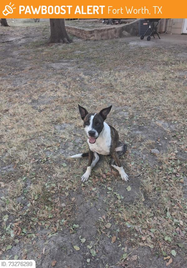 Found/Stray Unknown Dog last seen Eldridge st. Across from Arlington Heights rehab, Fort Worth, TX 76107