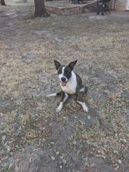 Found/Stray Unknown Dog last seen Eldridge st. Across from Arlington Heights rehab, Fort Worth, TX 76107