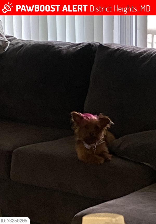Lost Female Dog last seen Surrey square apmts, District Heights, MD 20747
