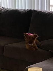 Lost Female Dog last seen Surrey square apmts, District Heights, MD 20747