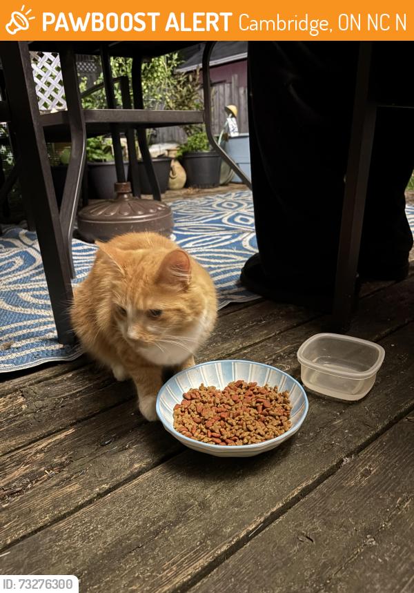 Found/Stray Unknown Cat last seen nora crt/scott st, hespeler., Cambridge, ON N3C 3N1