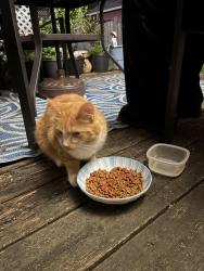 Found/Stray Unknown Cat last seen nora crt/scott st, hespeler., Cambridge, ON N3C 3N1