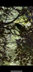 Found/Stray Unknown Bird last seen In small neighborhood,, Hendersonville, NC 28792