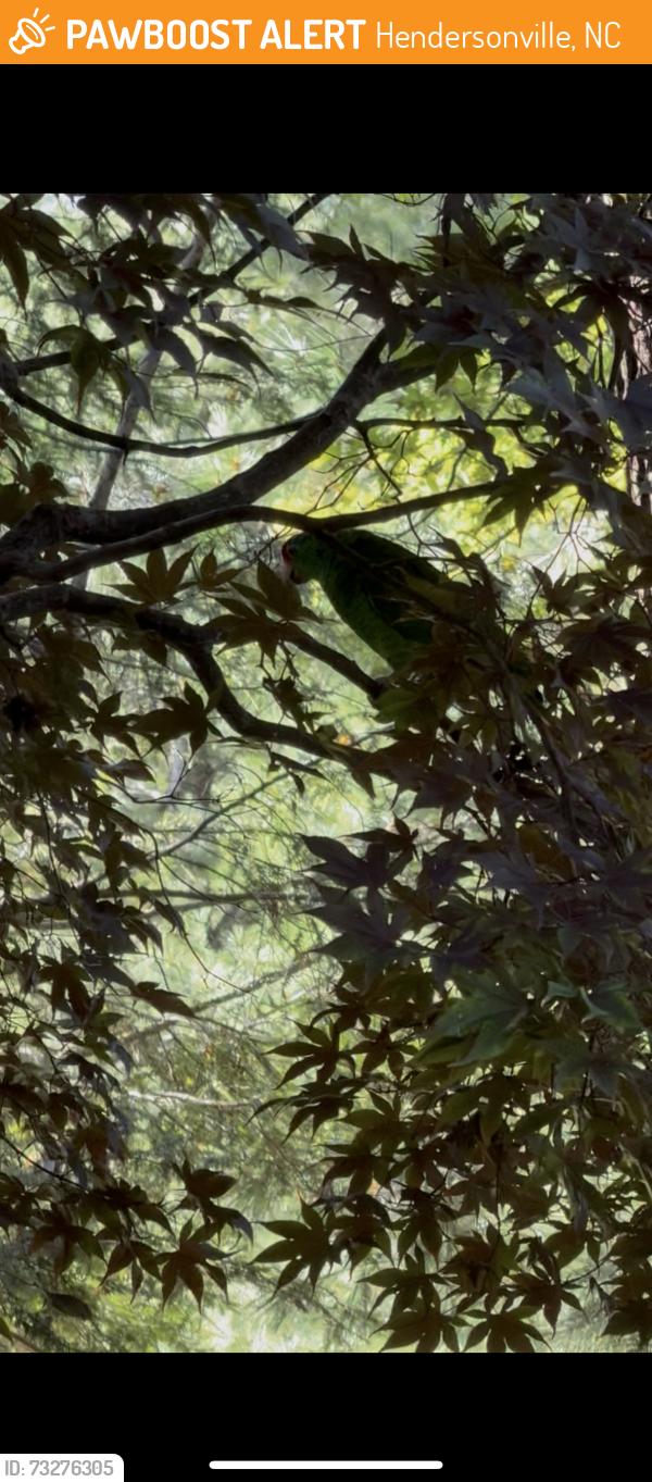 Found/Stray Unknown Bird last seen In small neighborhood,, Hendersonville, NC 28792
