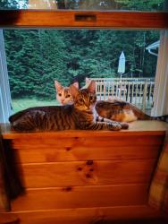 Lost Male Cat last seen Around the hse, Oakland, ME 04963