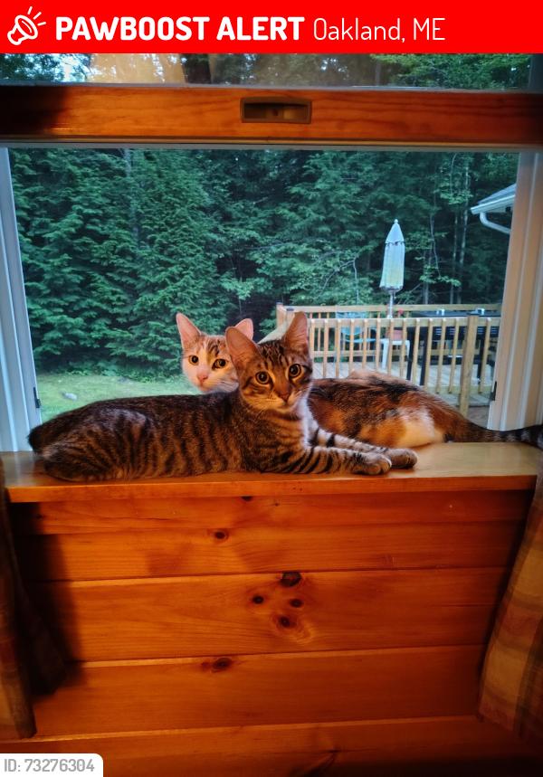 Lost Male Cat last seen Around the hse, Oakland, ME 04963