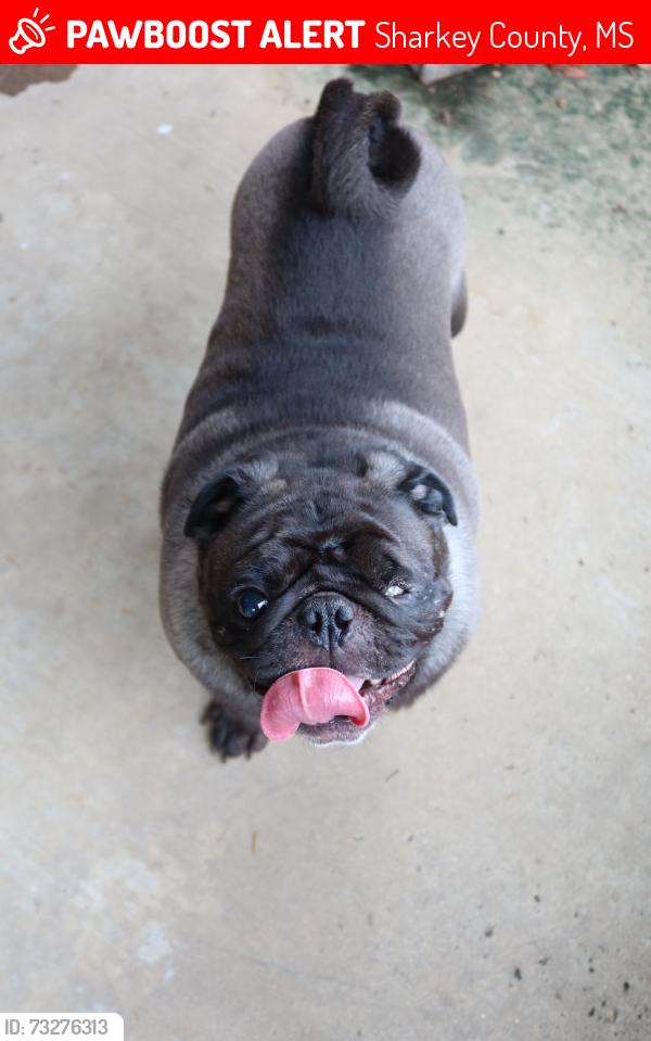 Lost Male Dog last seen Smith rd woodville, mississippi, Sharkey County, MS 39159