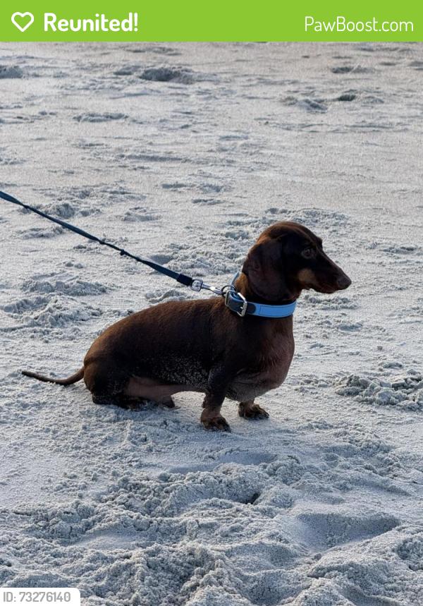 Reunited Male Dog last seen Hartford Avenue, Atlanta, GA 30310