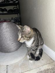 Found/Stray Unknown Cat last seen timber forest, Humble, TX 77346