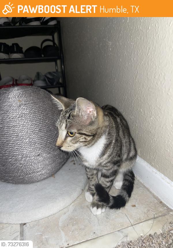 Found/Stray Unknown Cat last seen timber forest, Humble, TX 77346