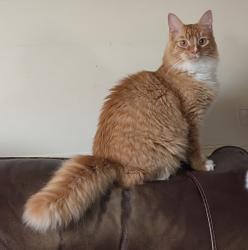 Reunited Male Cat last seen North Maple St, Fleetwood, PA 19522