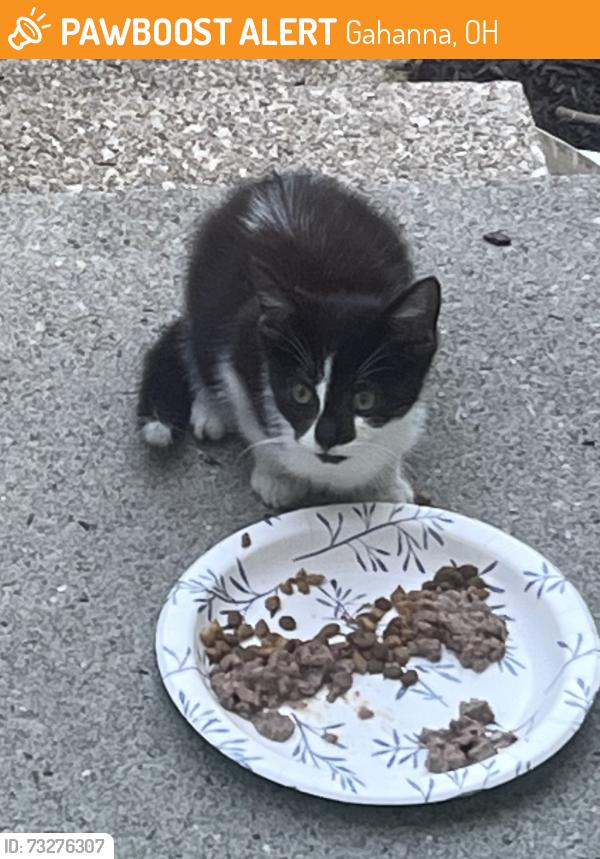 Found/Stray Unknown Cat last seen Foxboro near Haversham Dr & Wickham Way, Gahanna, OH 43230