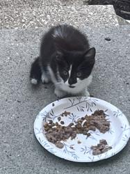 Found/Stray Unknown Cat last seen Foxboro near Haversham Dr & Wickham Way, Gahanna, OH 43230