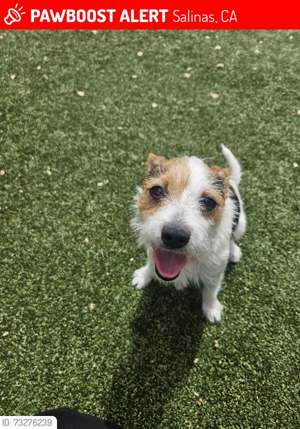 Lost Female Dog last seen Taco bell, Salinas, CA 93901