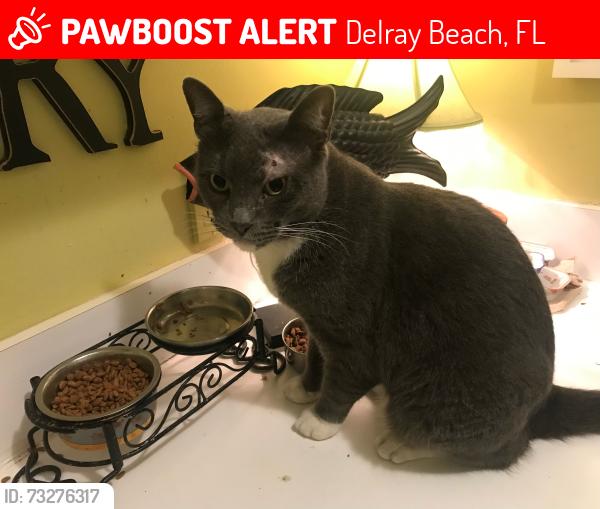 Lost Male Cat last seen s. lancewood place, Delray Beach, FL 33445