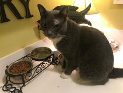 Lost Male Cat last seen s. lancewood place, Delray Beach, FL 33445