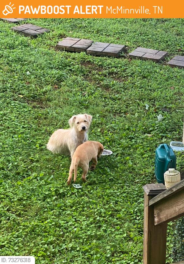 Found/Stray Female Dog last seen Bridge Street, Mount Leo Heights Street, McMinnville, TN 37110