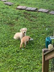Found/Stray Female Dog last seen Bridge Street, Mount Leo Heights Street, McMinnville, TN 37110