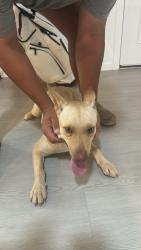 Found/Stray Male Dog last seen Mill brook way, San Antonio, TX 78245