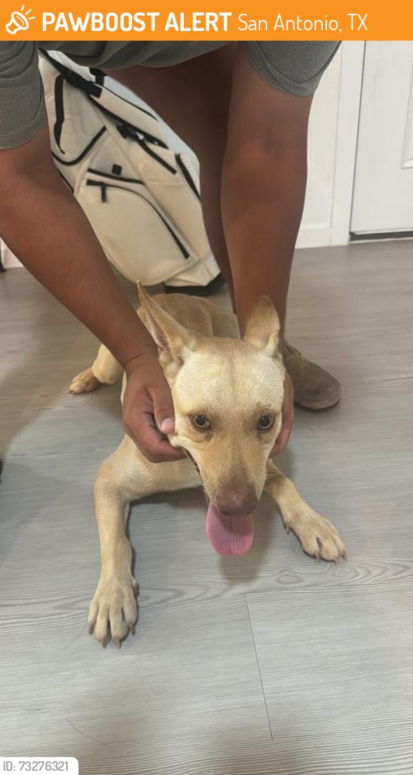 Found/Stray Male Dog last seen Mill brook way, San Antonio, TX 78245