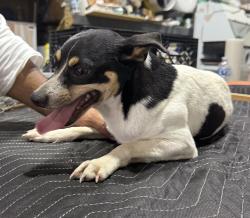 Lost Male Dog last seen Near SW 128 st, Miami, FL 33186