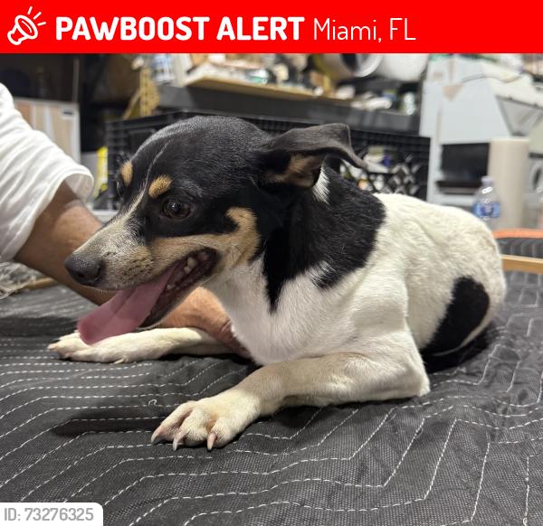 Lost Male Dog last seen Near SW 128 st, Miami, FL 33186
