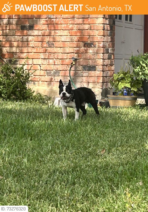 Found/Stray Male Dog last seen La Barranca, San Antonio, TX 78233