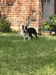 Found/Stray Male Dog last seen La Barranca, San Antonio, TX 78233