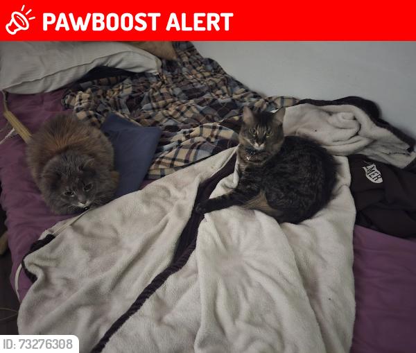 Lost Female Cat last seen East Bijou, Colorado Springs, CO 80909