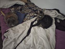 Lost Female Cat last seen East Bijou, Colorado Springs, CO 80909