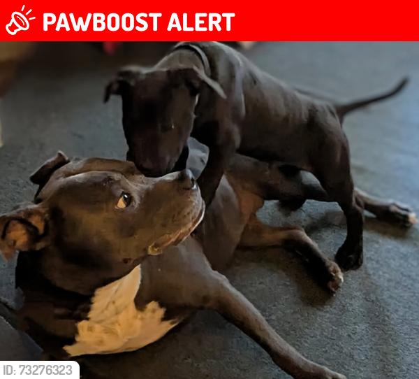 Lost Female Dog last seen On Ledger Rd. Near Michael Drive, Washington County, FL 32428