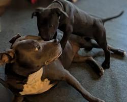 Lost Female Dog last seen On Ledger Rd. Near Michael Drive, Washington County, FL 32428