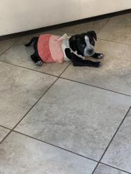 Reunited Female Dog last seen Near Soledad Dr, Houston, TX 77083, USA, Houston, TX 77083