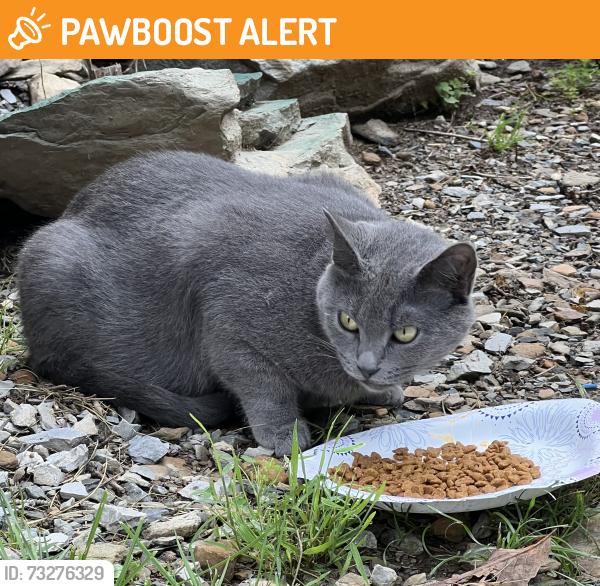 Found/Stray Unknown Cat last seen bailey springs, Washington Township, PA 17268