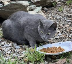 Found/Stray Unknown Cat last seen bailey springs, Washington Township, PA 17268