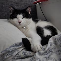 Reunited Male Cat last seen Heather Road, Bloxwich, England 