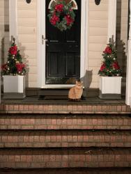 Lost Male Cat last seen Ceder creek lane, Colonial Heights, VA 23834