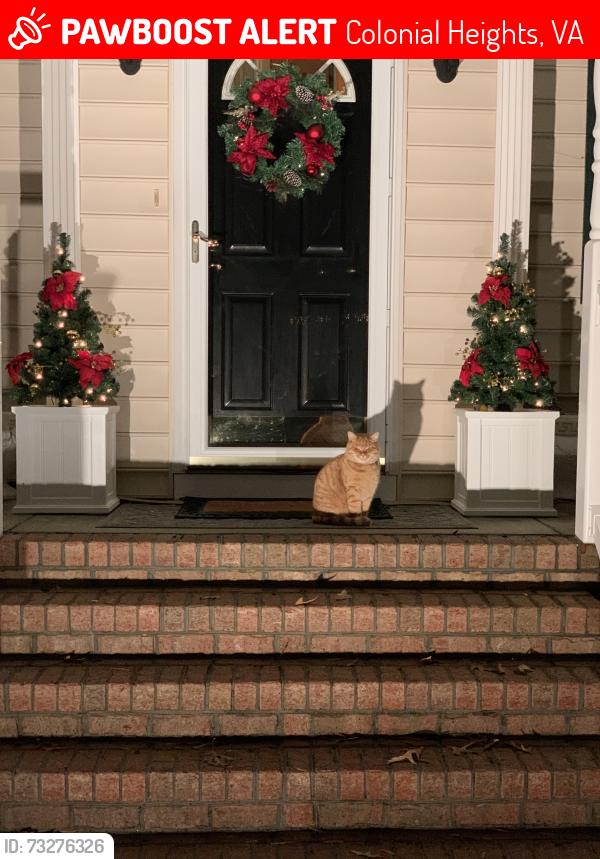 Lost Male Cat last seen Ceder creek lane, Colonial Heights, VA 23834
