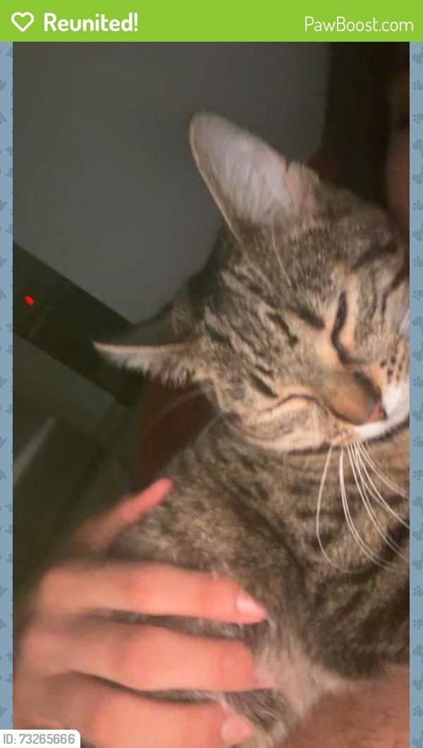 Reunited Female Cat last seen Parc pere marquette, Montréal, QC H2G 3B6