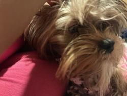 Reunited Male Dog last seen Maruf neighborhood center, Milwaukee, WI 53209