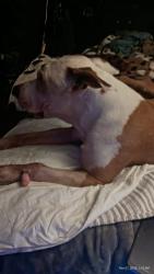Lost Male Dog last seen Near flamingo, Las Vegas, NV 89121