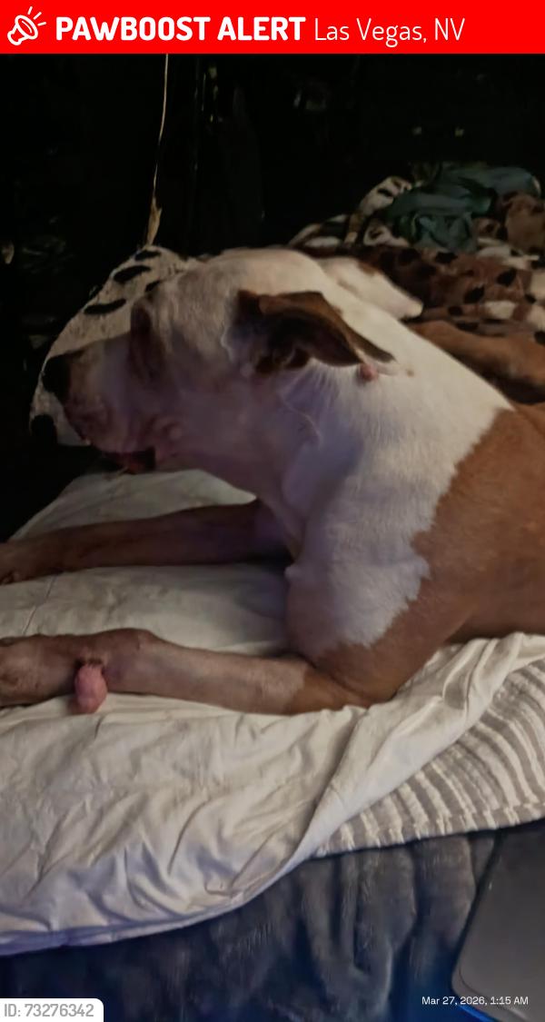 Lost Male Dog last seen Near flamingo, Las Vegas, NV 89121