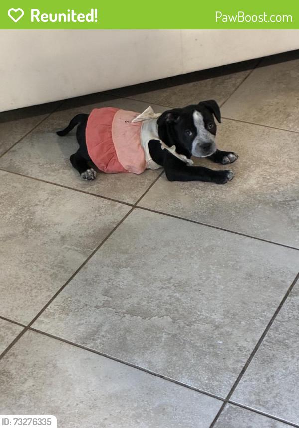 Reunited Female Dog last seen Near Soledad Dr, Houston, TX 77083, USA, Houston, TX 77083