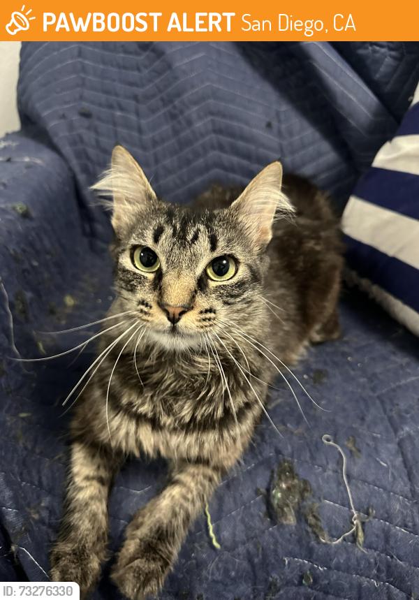 Found/Stray Female Cat last seen Near Gold Coast Drive, San Diego, CA 92126