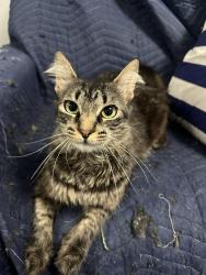 Found/Stray Female Cat last seen Near Gold Coast Drive, San Diego, CA 92126