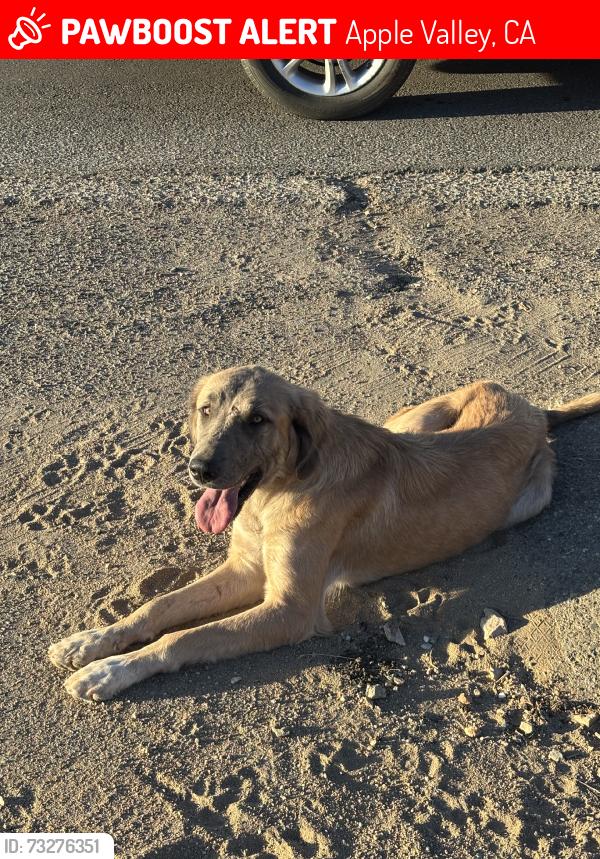 Lost Female Dog last seen otoe rd & rancherias rd, Apple Valley, CA 92307