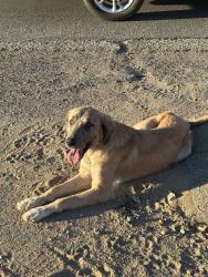 Lost Female Dog last seen otoe rd & rancherias rd, Apple Valley, CA 92307