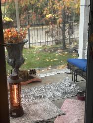 Lost Female Cat last seen Beech, Murray, Cincinnati, OH 45227