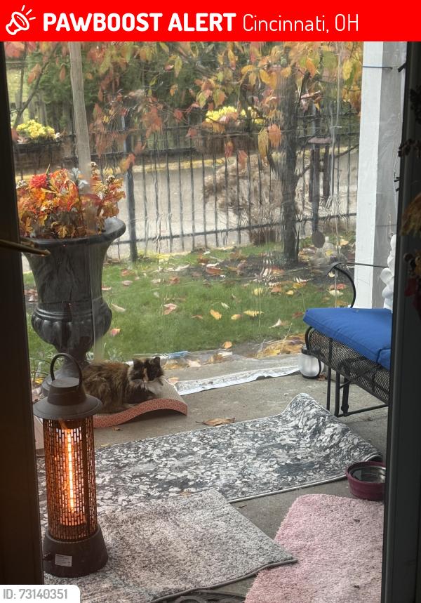 Lost Female Cat last seen Beech, Murray, Cincinnati, OH 45227