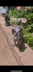 Reunited Male Dog last seen Whitney Chase, Florissant, MO 63033